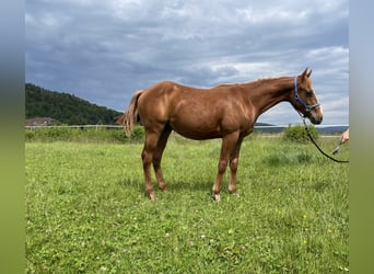 American Quarter Horse, Wallach, 2 Jahre, 155 cm, Fuchs