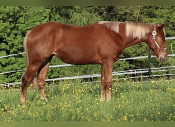 American Quarter Horse, Wallach, 2 Jahre, 155 cm, Fuchs