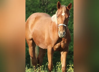American Quarter Horse, Wallach, 2 Jahre, 155 cm, Fuchs
