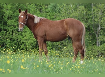 American Quarter Horse, Wallach, 2 Jahre, 155 cm, Fuchs