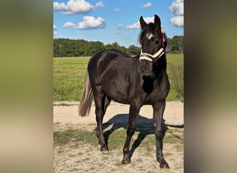 American Quarter Horse Mix, Wallach, 2 Jahre, 155 cm, Grullo