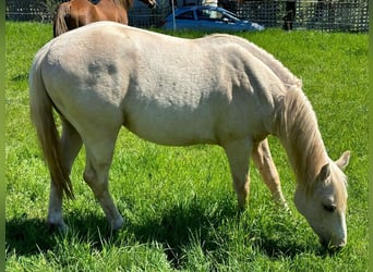 American Quarter Horse, Wallach, 2 Jahre, 155 cm, Palomino