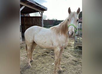 American Quarter Horse, Wallach, 2 Jahre, 155 cm, Palomino