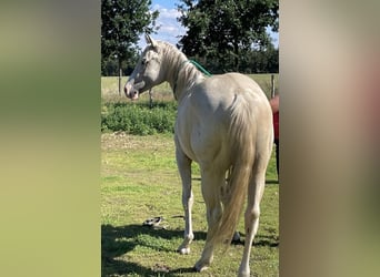 American Quarter Horse, Wallach, 2 Jahre, 155 cm, Palomino