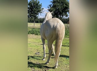 American Quarter Horse, Wallach, 2 Jahre, 155 cm, Palomino