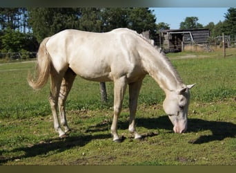 American Quarter Horse, Wallach, 2 Jahre, 155 cm, Palomino