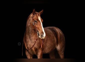American Quarter Horse, Wallach, 2 Jahre, 155 cm, Roan-Red