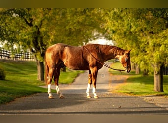 American Quarter Horse, Wallach, 2 Jahre, 155 cm, Roan-Red