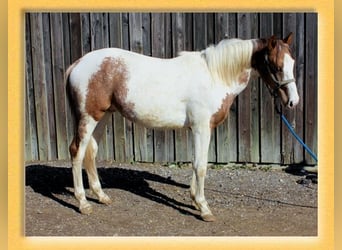 American Quarter Horse Mix, Wallach, 2 Jahre, 155 cm, Schecke