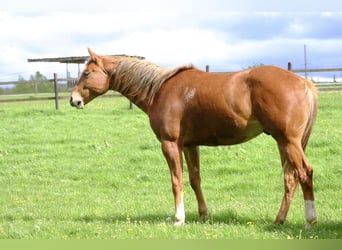 American Quarter Horse, Wallach, 2 Jahre, 156 cm, Fuchs