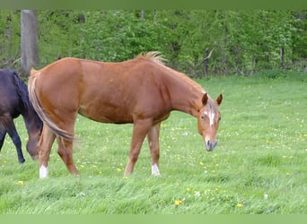 American Quarter Horse, Wallach, 2 Jahre, 156 cm, Fuchs