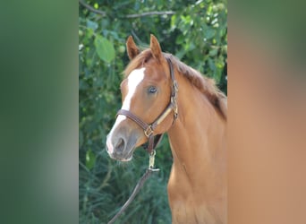 American Quarter Horse, Wallach, 2 Jahre, 156 cm, Fuchs