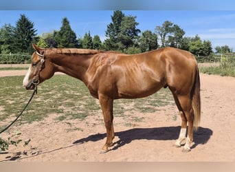 American Quarter Horse, Wallach, 2 Jahre, 156 cm, Fuchs