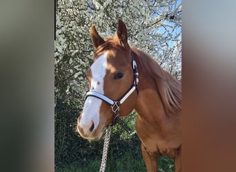 American Quarter Horse, Wallach, 2 Jahre, 156 cm, Fuchs
