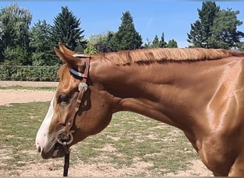 American Quarter Horse, Wallach, 2 Jahre, 156 cm, Fuchs