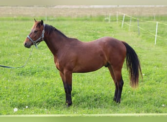 American Quarter Horse, Wallach, 2 Jahre, 160 cm, Brauner