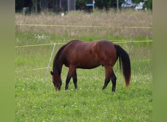 American Quarter Horse, Wallach, 2 Jahre, 160 cm, Brauner