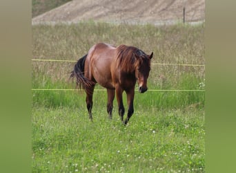 American Quarter Horse, Wallach, 2 Jahre, 160 cm, Brauner