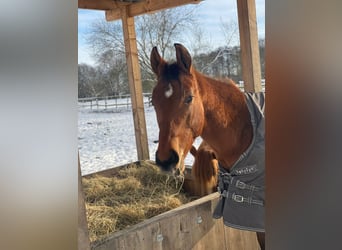 American Quarter Horse, Wallach, 2 Jahre, 160 cm, Brauner