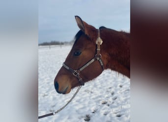 American Quarter Horse, Wallach, 2 Jahre, 160 cm, Brauner