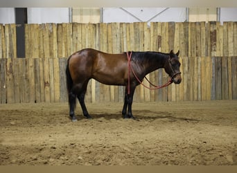 American Quarter Horse, Wallach, 2 Jahre, Brauner