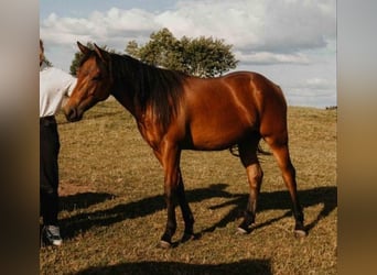 American Quarter Horse, Wallach, 2 Jahre, Brauner