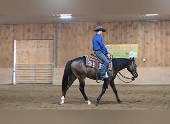 American Quarter Horse, Wallach, 2 Jahre, Buckskin