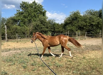 American Quarter Horse, Wallach, 2 Jahre, Dunkelfuchs