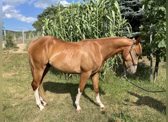 American Quarter Horse, Wallach, 2 Jahre, Dunkelfuchs
