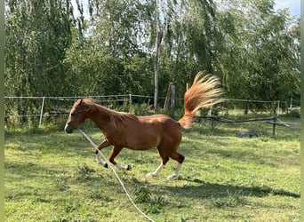 American Quarter Horse, Wallach, 2 Jahre, Dunkelfuchs