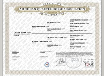 American Quarter Horse, Wallach, 2 Jahre, Dunkelfuchs
