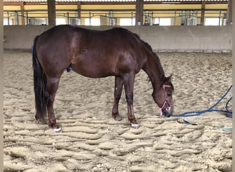 American Quarter Horse, Wallach, 2 Jahre, Dunkelfuchs