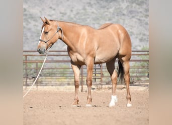 American Quarter Horse, Wallach, 2 Jahre, Falbe