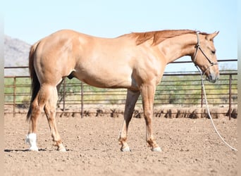 American Quarter Horse, Wallach, 2 Jahre, Falbe