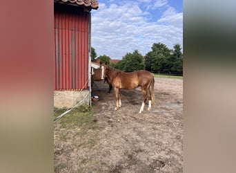 American Quarter Horse, Wallach, 2 Jahre, Fuchs