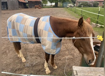 American Quarter Horse, Wallach, 2 Jahre, Fuchs