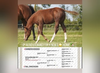 American Quarter Horse, Wallach, 2 Jahre, Fuchs