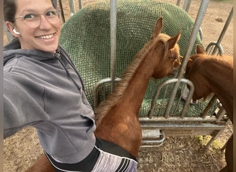 American Quarter Horse, Wallach, 2 Jahre, Fuchs