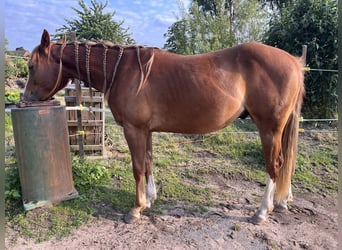 American Quarter Horse, Wallach, 2 Jahre, Fuchs