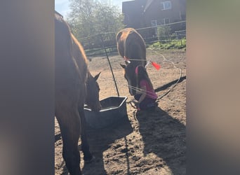 American Quarter Horse, Wallach, 2 Jahre, Fuchs