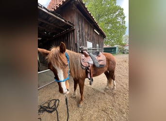 American Quarter Horse, Wallach, 2 Jahre, Fuchs
