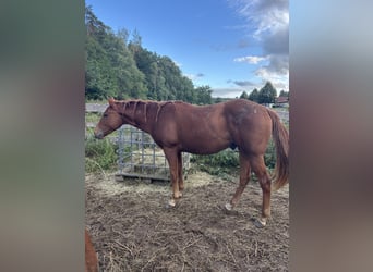 American Quarter Horse, Wallach, 2 Jahre, Fuchs
