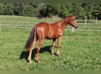 American Quarter Horse, Wallach, 2 Jahre, Fuchs