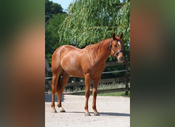 American Quarter Horse, Wallach, 2 Jahre, Fuchs