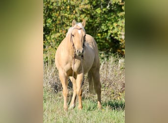 American Quarter Horse, Wallach, 2 Jahre, Palomino