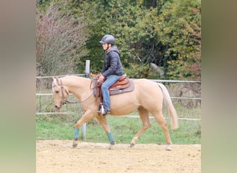 American Quarter Horse, Wallach, 2 Jahre, Palomino