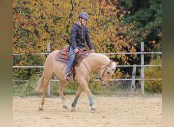 American Quarter Horse, Wallach, 2 Jahre, Palomino