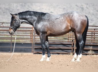 American Quarter Horse, Wallach, 2 Jahre, Roan-Bay