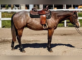 American Quarter Horse, Wallach, 2 Jahre, Roan-Bay