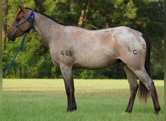 American Quarter Horse, Wallach, 2 Jahre, Roan-Bay